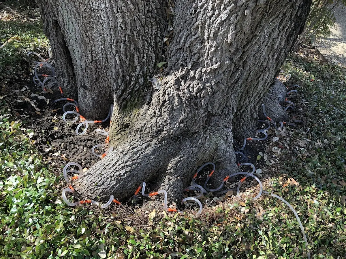 Detailed Tree Cabling and Bracing job site in Hallsville