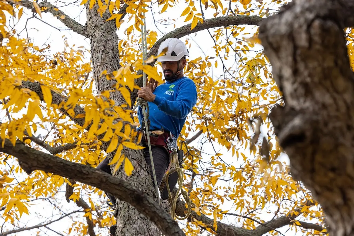 Skilled Tree Transplanting crew working in Hallsville